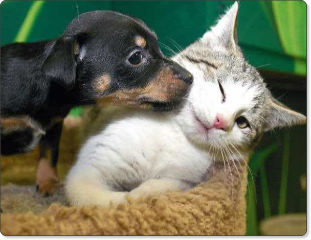 animals-in-love-Cute-animals-cat-and-dog-love.jpg