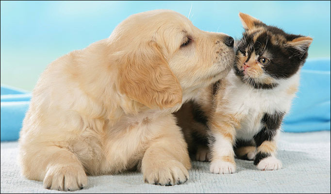 cute-pictures-of-animals-in-love-720.jpg
