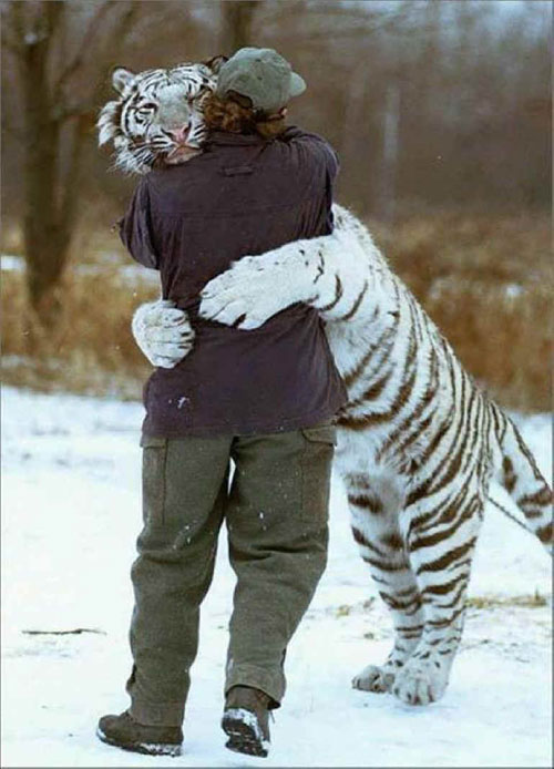 White-Tiger-loves-people.jpg