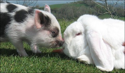 Pig-and-Bunny1_682_792161a.jpg