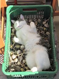 Kocour na cesneku.jpg